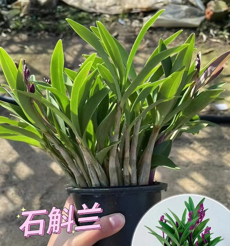 石斛的花语含义是什么？石斛代表什么花语？