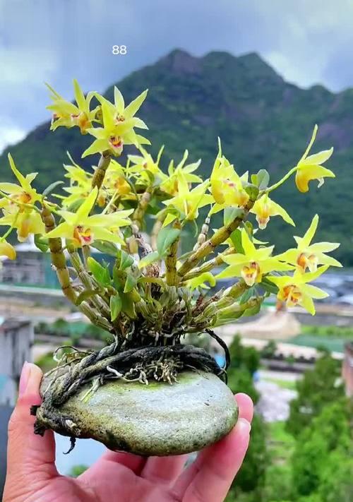 石斛的花语含义是什么？石斛代表什么花语？