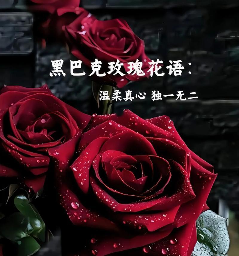 每个星座对应的本命玫瑰花语？