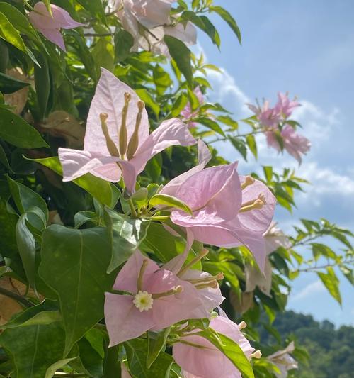 迷雾泡泡的花语代表了什么？
