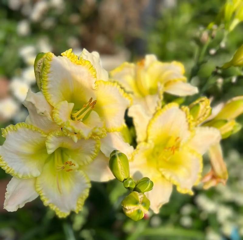 丝带花的花语含义是什么？适合哪种场合赠送？