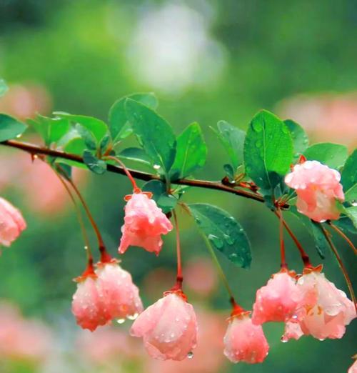 贵妃海棠花语代表了什么？