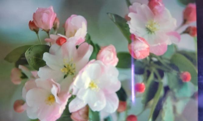 贵妃海棠花语代表了什么？