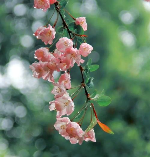 贵妃海棠花语代表了什么？