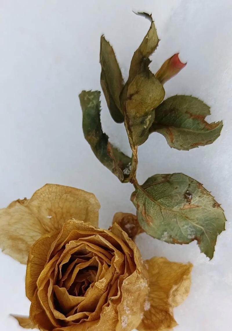 漫天纷飞的花语寓意是什么？这种花语有何特别之处？