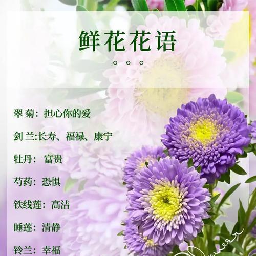 荷莲豆草的花语代表什么含义？