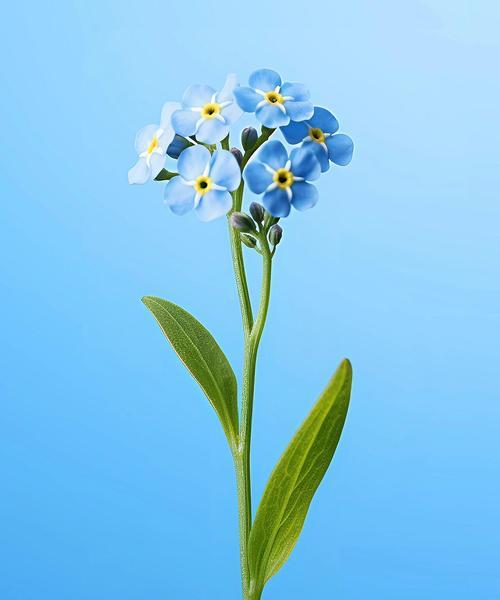 哪些花的花语是负面的？花语不好的花有哪些？