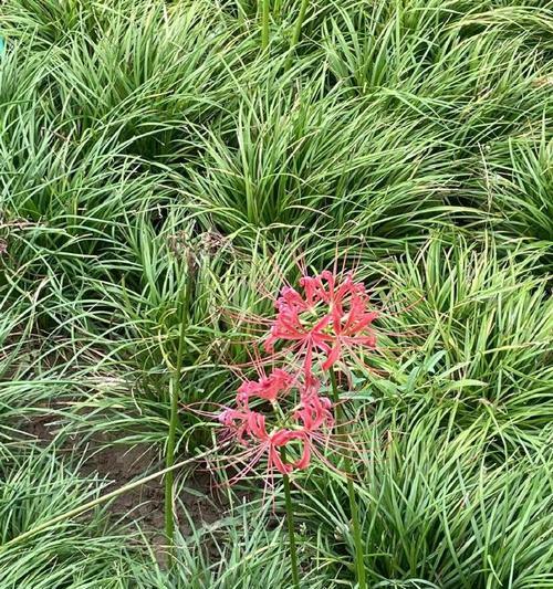 哪些花的花语是负面的？花语不好的花有哪些？