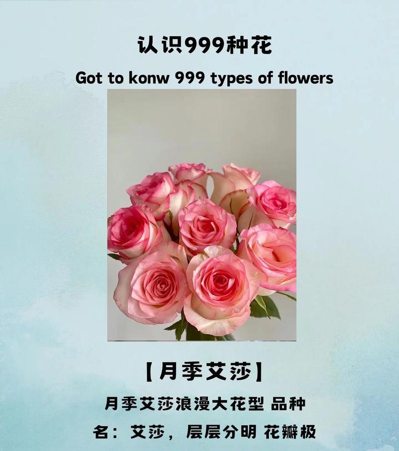 贝鲁奇月季的花语含义是什么？如何表达爱意？