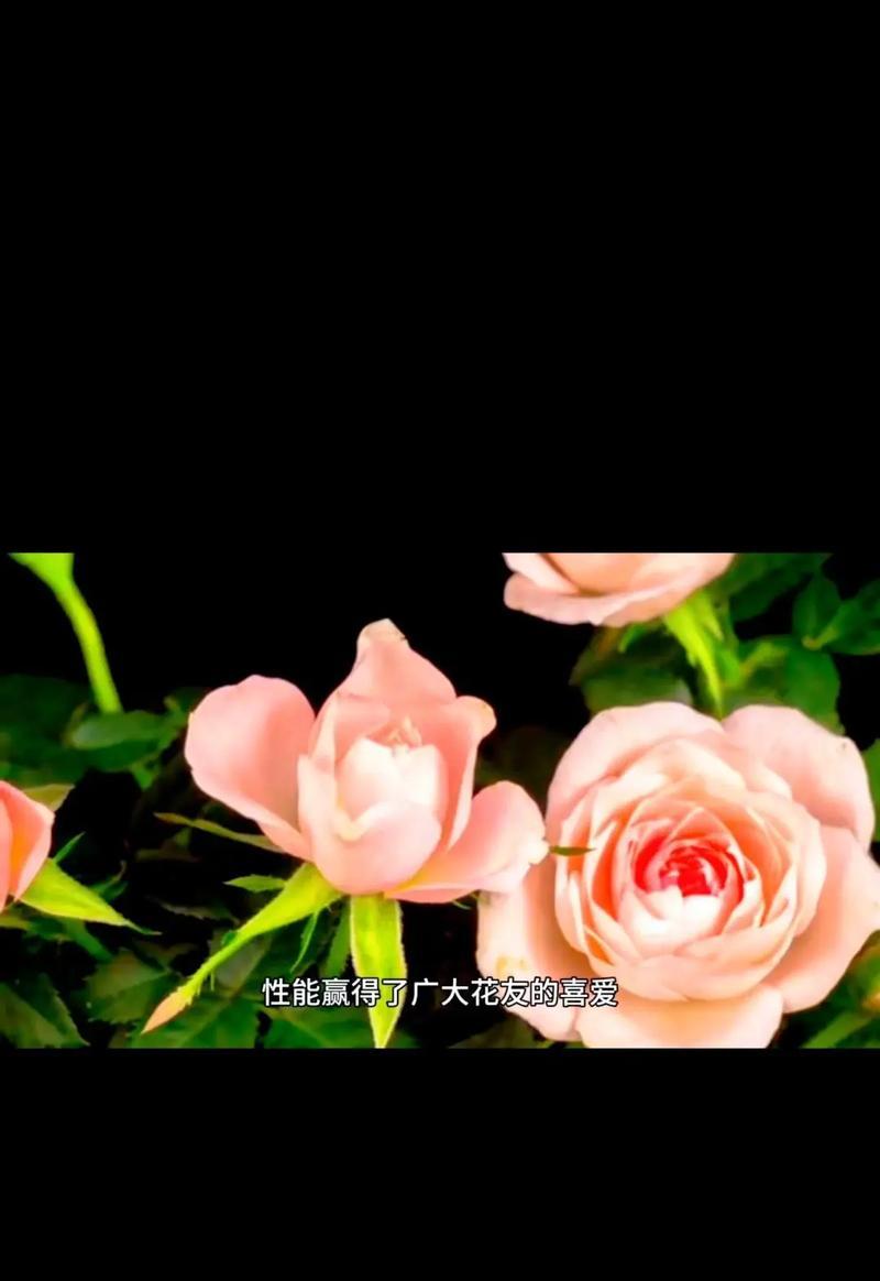 贝鲁奇月季的花语含义是什么？如何表达爱意？