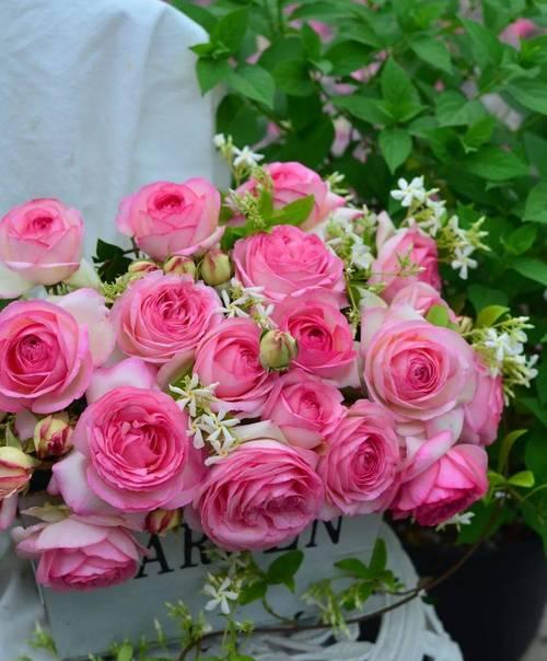 贝鲁奇月季的花语含义是什么？如何表达爱意？