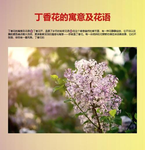 什么花语代表张扬破碎感？这种花语有何深层含义？