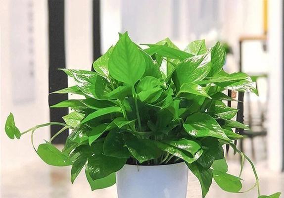 写绿萝的花语是什么意思？绿萝的花语有何深意？