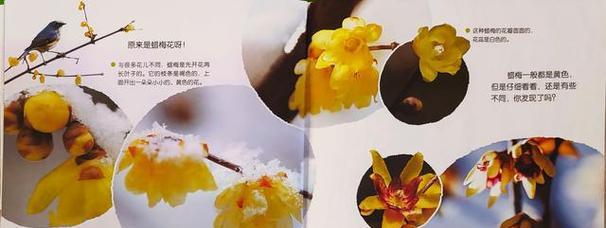 地梅的花语代表什么含义？
