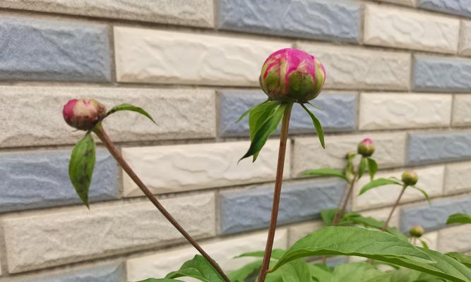 假花红牡丹花语有何特殊意义？