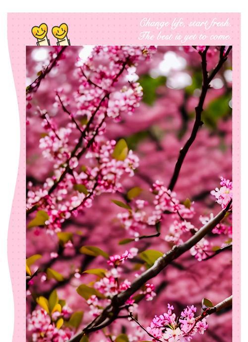 梅花的花语代表了什么含义？
