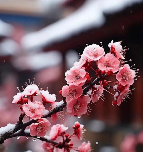 梅花的花语代表了什么含义？