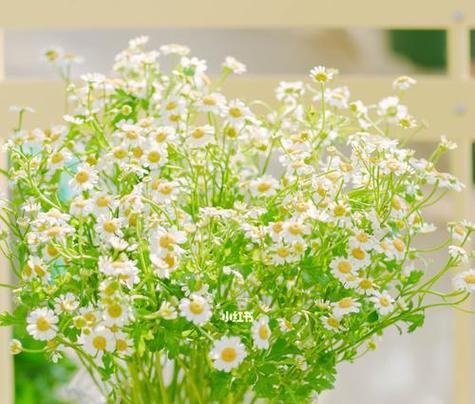 绿色雏菊花语是什么？绿色雏菊花语在花语文化中代表什么？