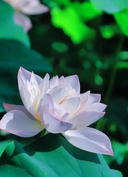 莲花花语背后有何典故？莲花的象征意义是什么？