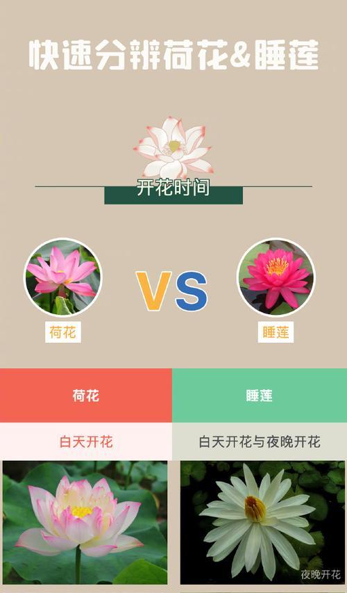 莲花花语背后有何典故？莲花的象征意义是什么？