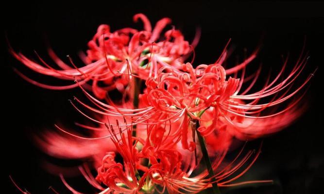 朝鲜姑娘祈祷玫瑰的花语是什么？朝鲜姑娘祈祷玫瑰代表了什么？