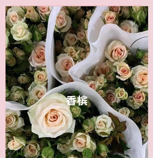 迷恋玫瑰的花语是什么？迷恋玫瑰象征着什么？