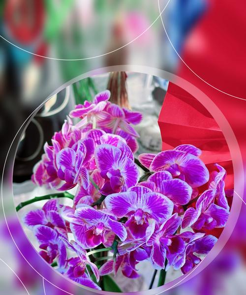 好平静玫瑰代表什么？花语含义有哪些？