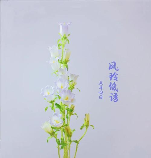 风铃花语代表什么？风铃花的含义是什么？