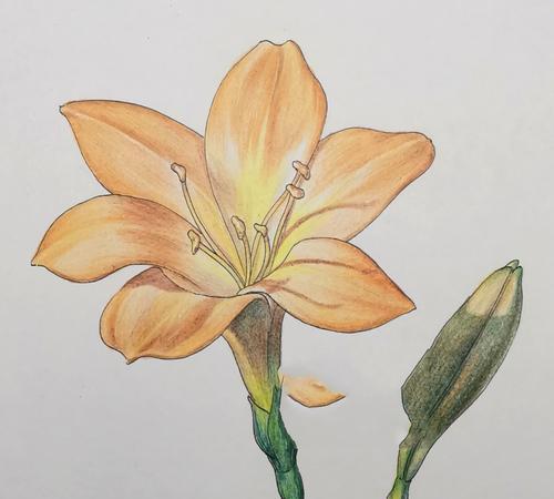 君子兰天悦品种的花语有何特别之处？