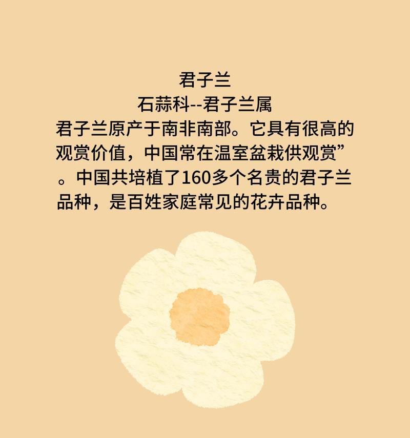 君子兰天悦品种的花语有何特别之处？