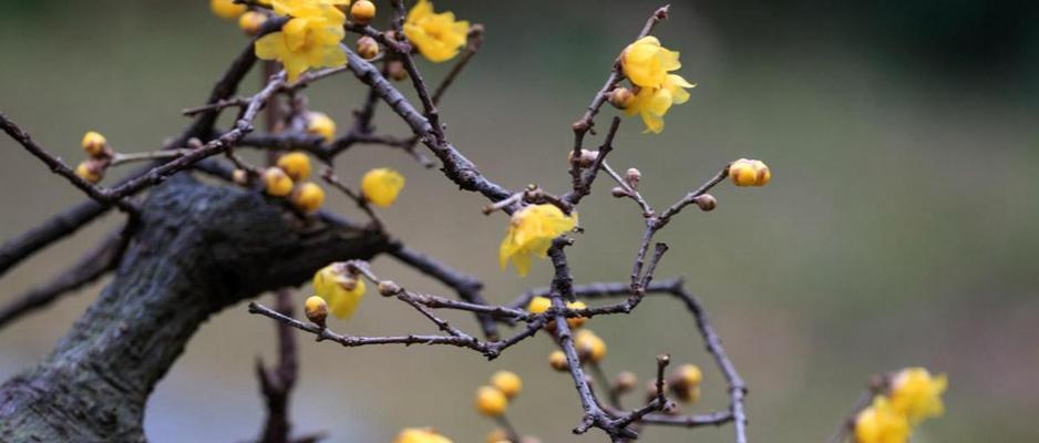 冬季常见花卉的花语和寓意是什么？适合送什么人？