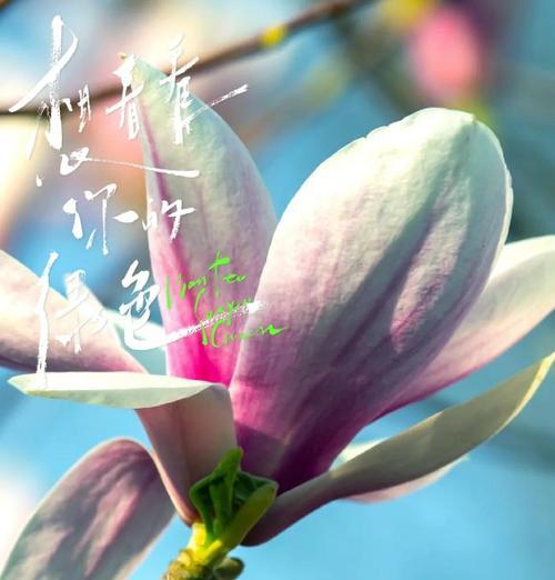 冬季常见花卉的花语和寓意是什么？适合送什么人？