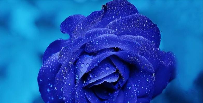 蓝色阴影的花语是什么？蓝色阴影在花语中象征什么？
