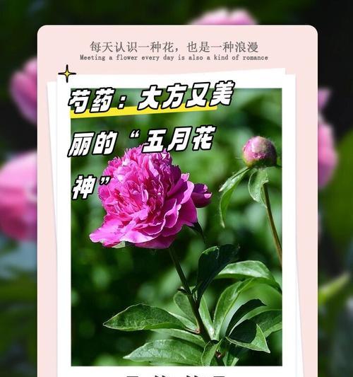 哪种花的花语是“等你”？它象征着怎样的情感？