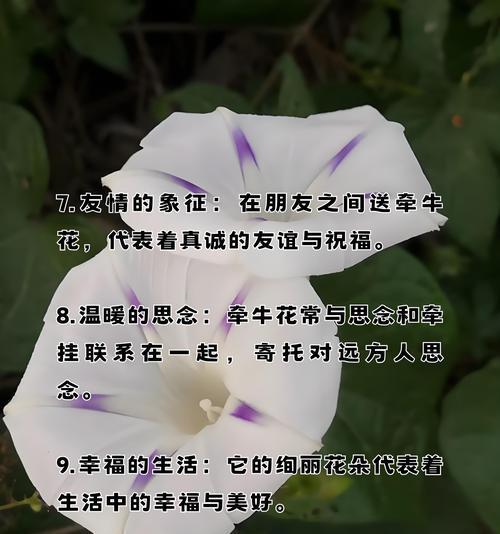 哪种花的花语是“等你”？它象征着怎样的情感？