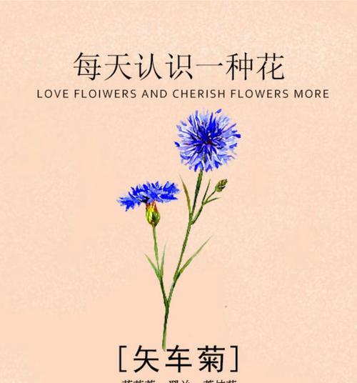 遇见通常用什么花来表达？这种花语代表什么？
