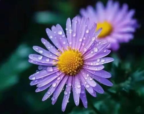 遇见通常用什么花来表达？这种花语代表什么？