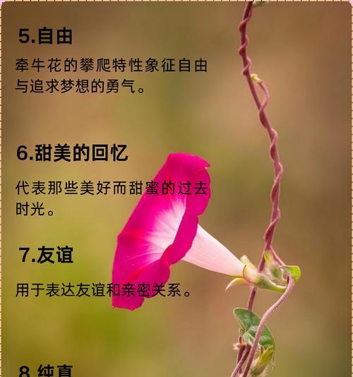 遇见通常用什么花来表达？这种花语代表什么？