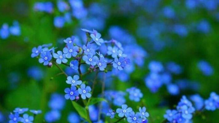 情人节伤心花语表达了什么情感？它通常在什么情况下使用？
