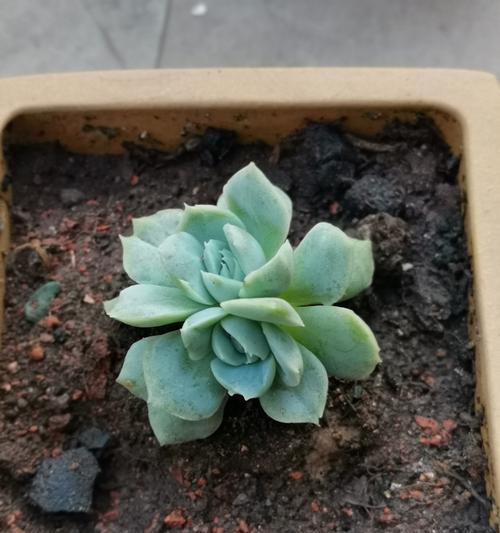 简单的多肉植物有哪些花语？