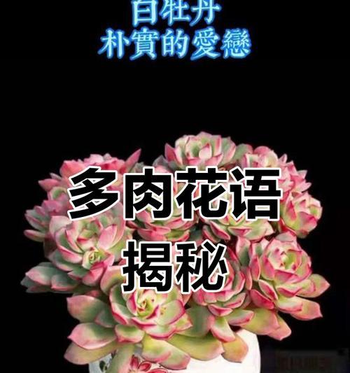 简单的多肉植物有哪些花语？