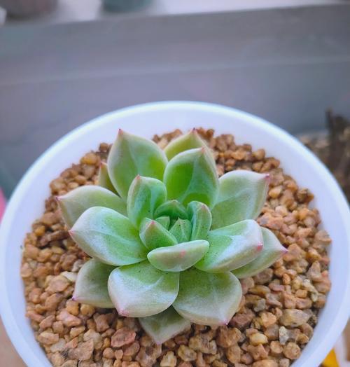 简单的多肉植物有哪些花语？