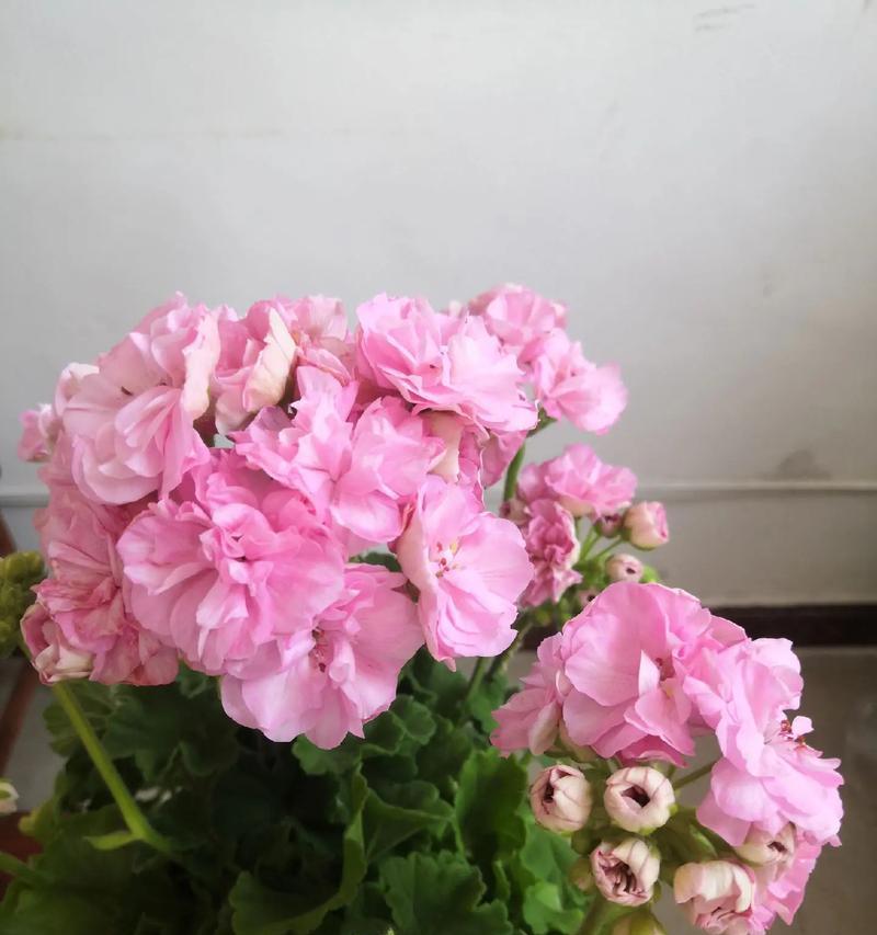 樱花中玫瑰花的含义是什么？它象征着什么？