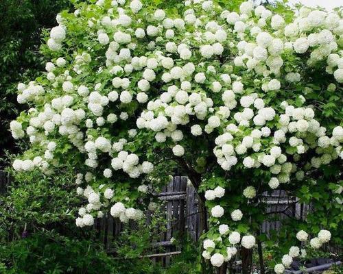 白色绣球花的花语代表什么？