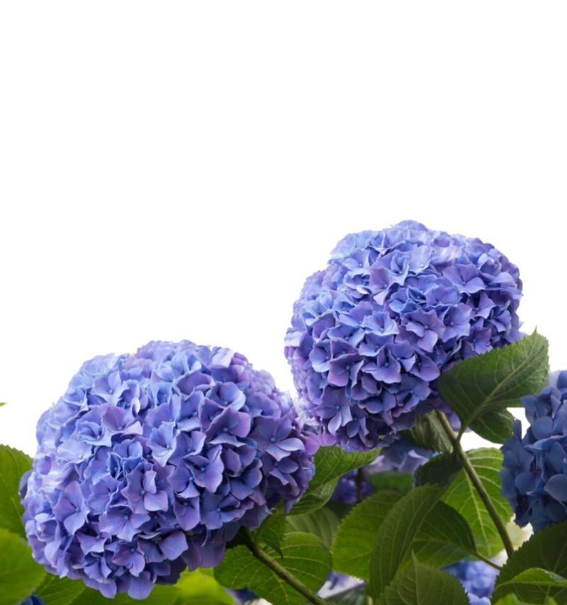白色绣球花的花语代表什么？