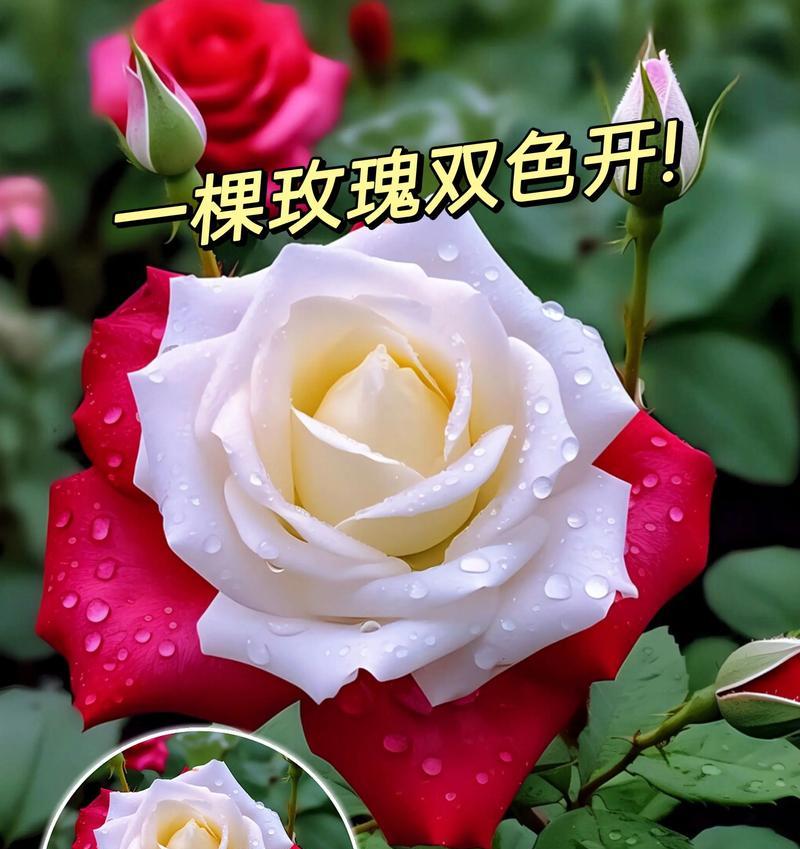 双色花代表了什么？