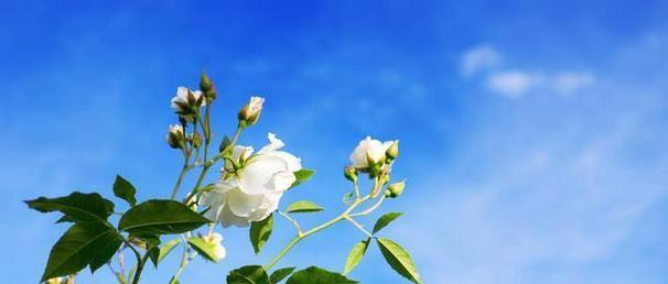 白蔷薇传递了哪些花语？