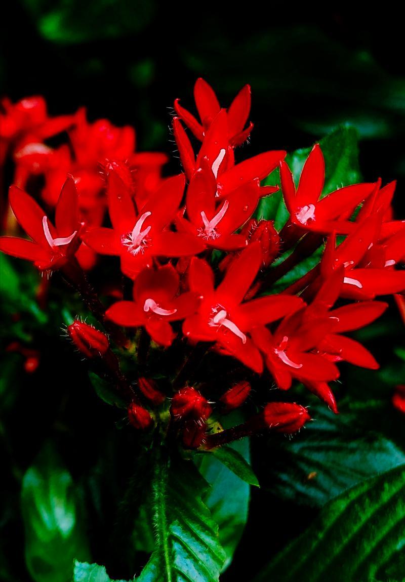 五星花有哪些花语？实用花草五星的寓意是什么？