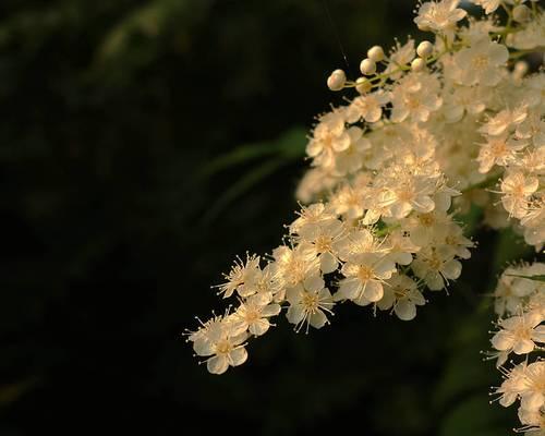 五星花有哪些花语？实用花草五星的寓意是什么？
