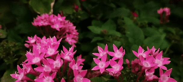 五星花有哪些花语？实用花草五星的寓意是什么？